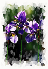 Motiv: Iris