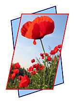 Motiv: Mohn