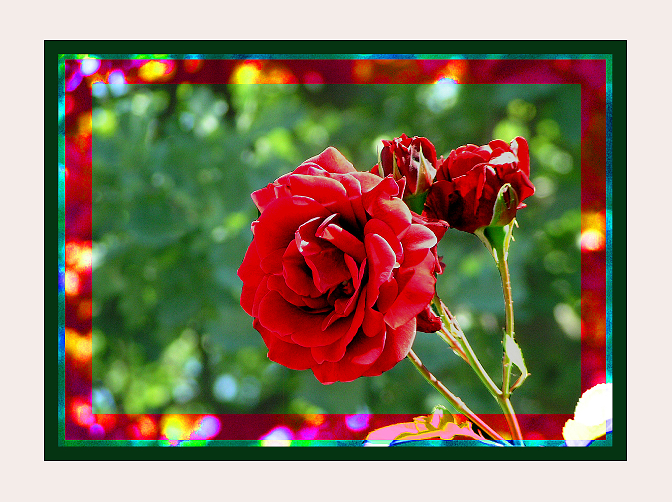 rote Rose
