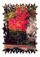 Motiv: Herbstbaum