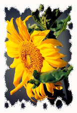 Motiv: Sonnenblume