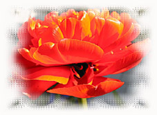 Motiv: Tulpe in Rot