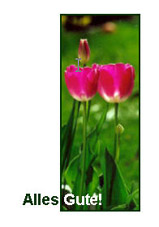 Motiv: Tulpen in Pink, "Alles Gute"